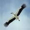 StorK